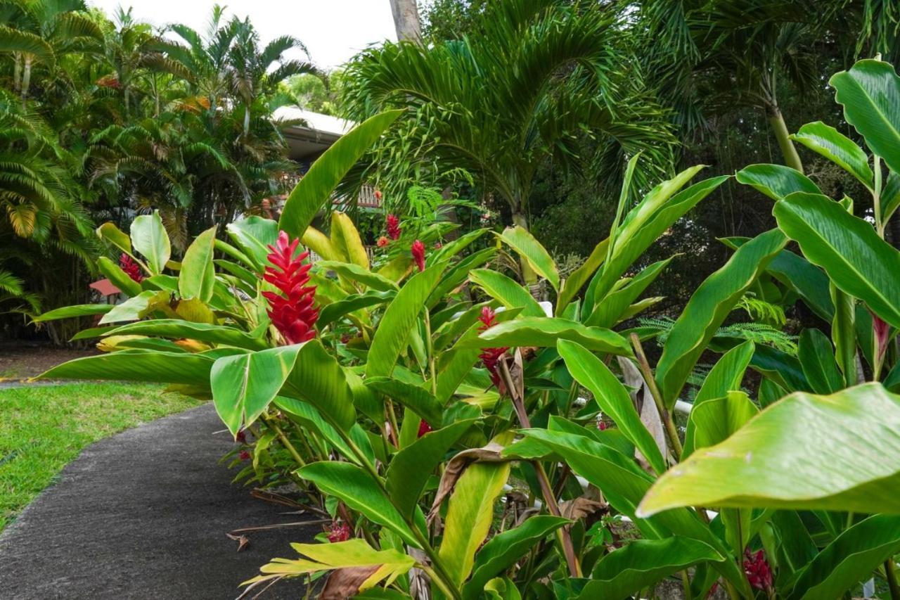 Color Garden - Studio Martinique Sainte-Anne Esterno foto